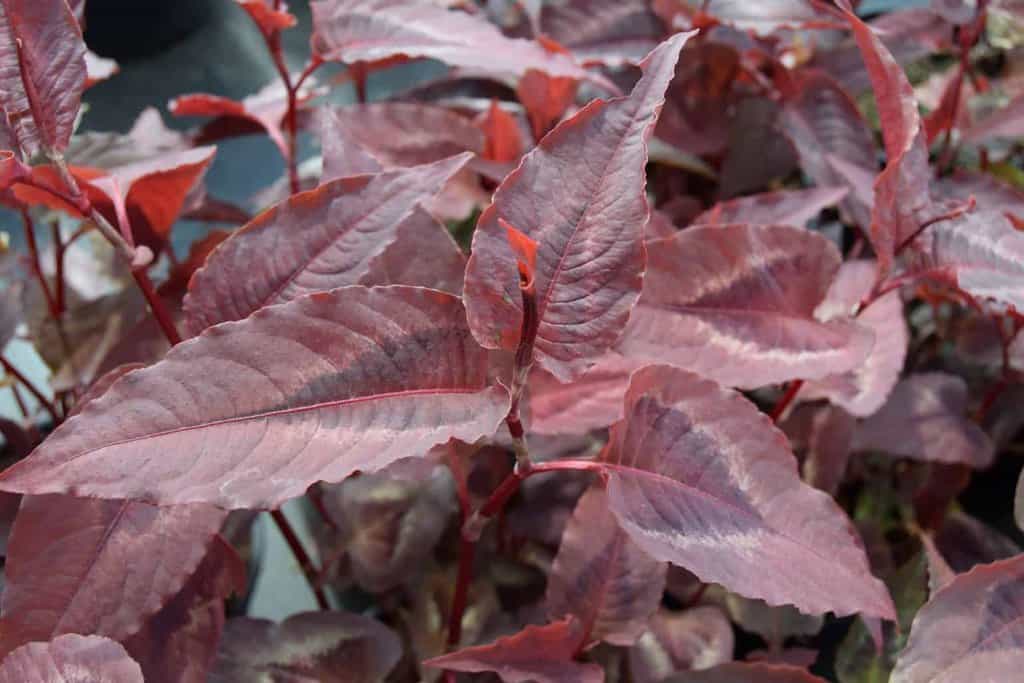 Persicaria microphylla 'Red Dragon' ---